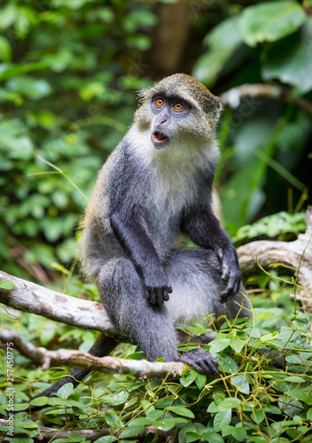 monkey portrait in jungle