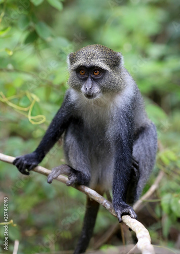 monkey sit on twig in green forest