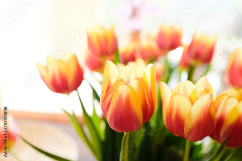 Frische Tulpen im Fr  hling