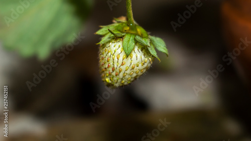 strawberry green  small closeup