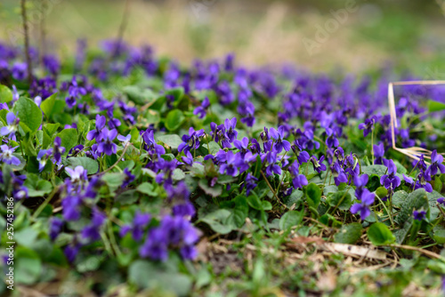 Close up of Sweet violet (Viola odorata). selective focus.  Spring concept.