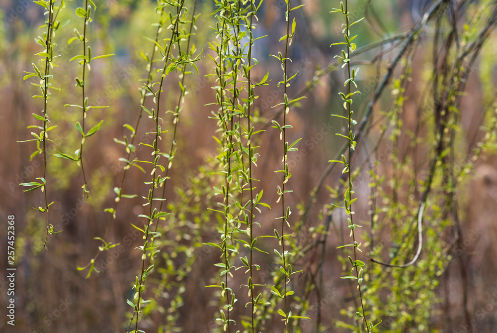 The first green leaves on the twigs. Selective focus. Spring concept. natural bokeh effect The first green leaves on the twigs. Selective focus. Spring concept. natural bokeh effect