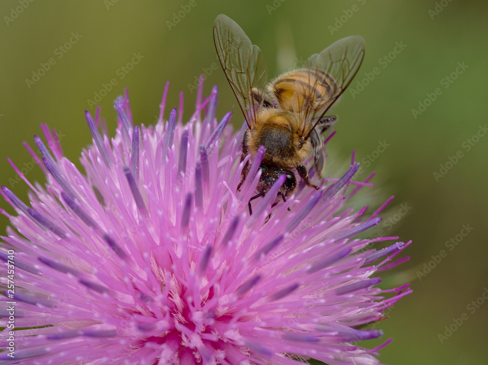 A honey bee collecting nectar from a thistle flower in Villa de Merlo, San Luis, Argentina. A honey bee collecting nectar from a thistle flower in Villa de Merlo, San Luis, Argentina.