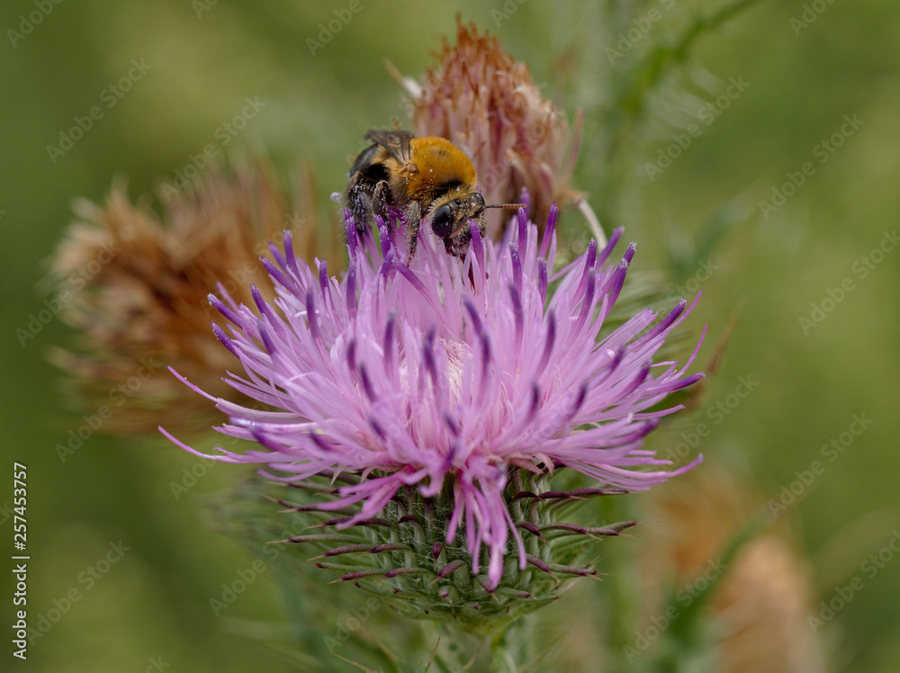A honey bee collecting nectar from a thistle flower in Villa de Merlo, San Luis, Argentina. A honey bee collecting nectar from a thistle flower in Villa de Merlo, San Luis, Argentina.