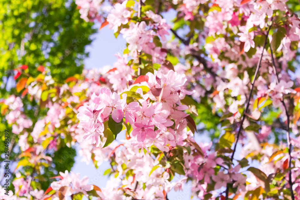 blooming apple, peach and pear blooming apple, peach and pear