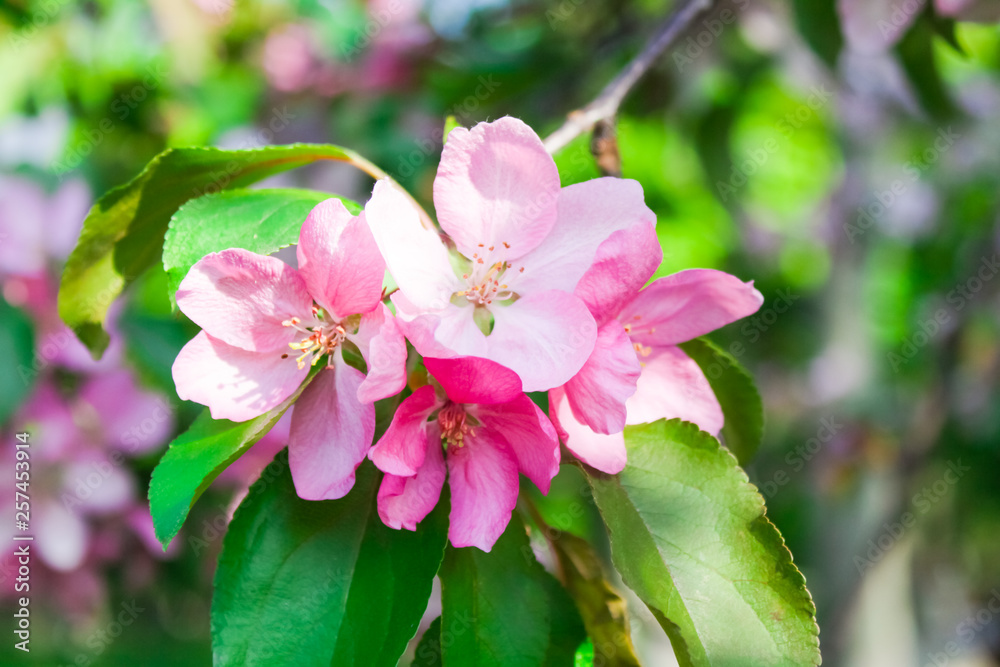 Obraz premium blooming apple, peach and pear