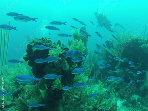 Fish seen in Belize while SCUBA Diving © TRBeattie