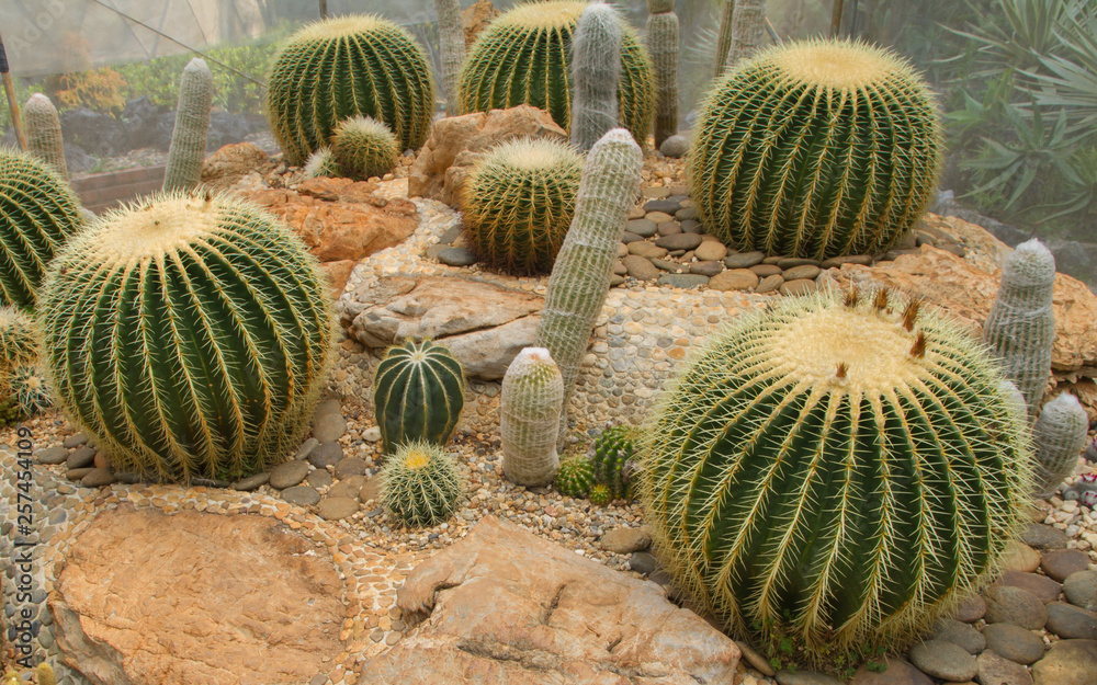 Cactus in simulated environment desert garden. Cactus in simulated environment desert garden.