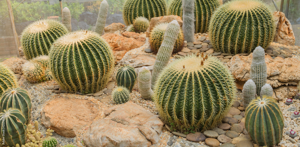 Cactus in simulated environment desert garden. Cactus in simulated environment desert garden.