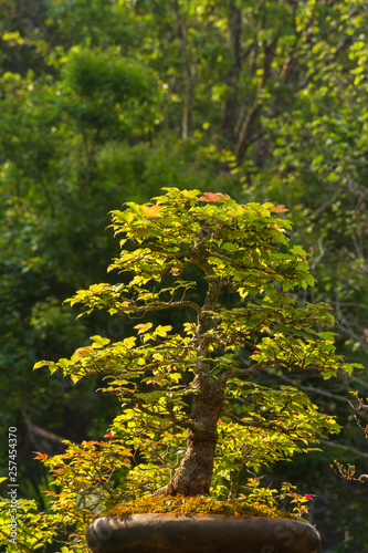 Maple bonsai tree.