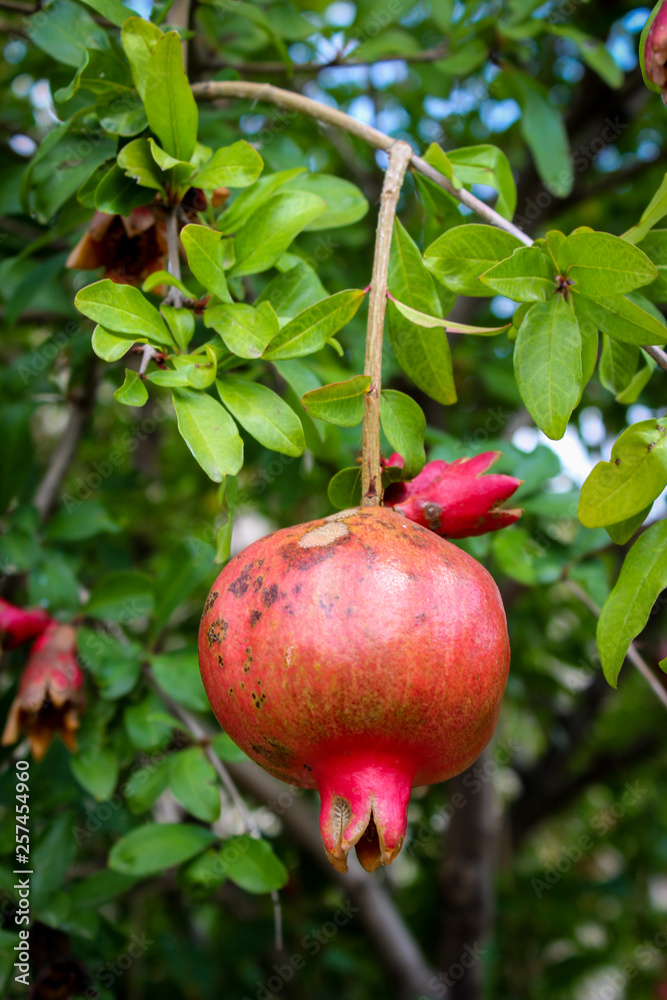 Red ripe, overripe pomegranate on a background of green leaves. Pomegranate tree, plant in Georgia, September. Red ripe, overripe pomegranate on a background of green leaves. Pomegranate tree, plant in Georgia, September.