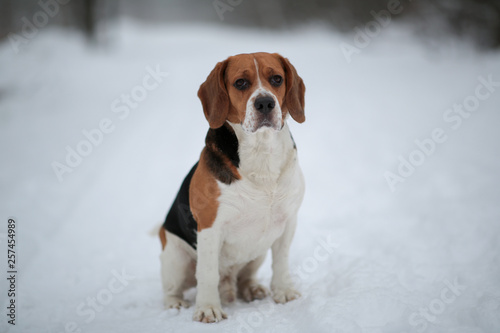 Dog breed Beagle sitting in winter forest