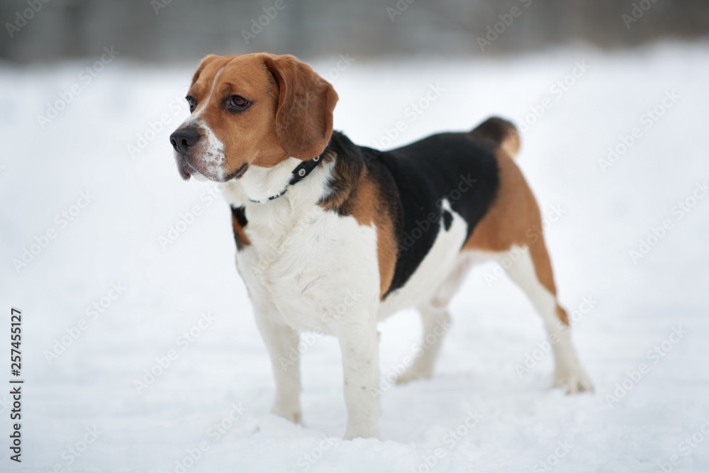 Dog breed Beagle standing in winter forest