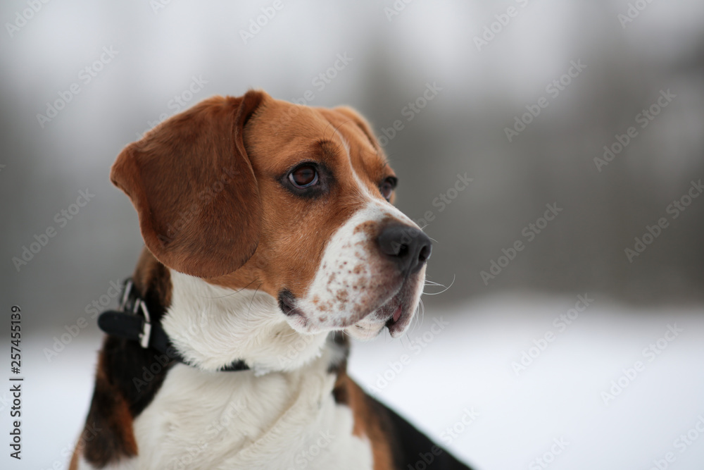 Dog breed Beagle sitting in winter forest Dog breed Beagle sitting in winter forest