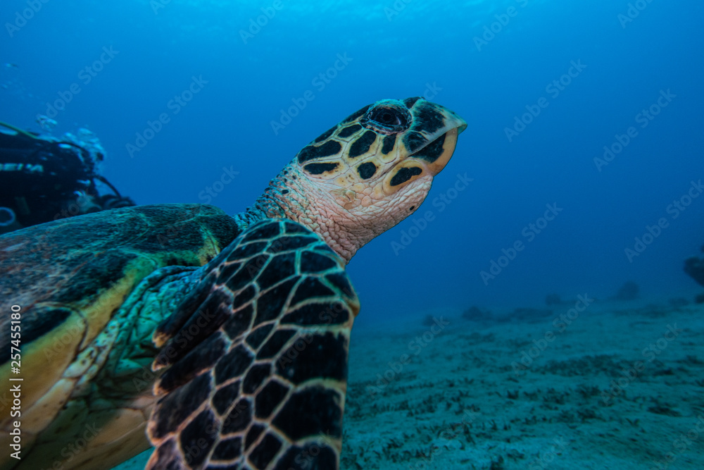 Fototapeta premium Hawksbill sea turtle in the Red Sea, dahab, blue lagoon sinai