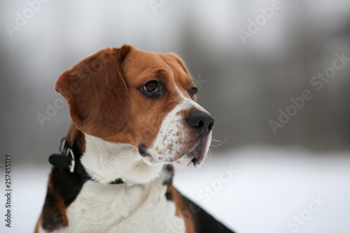 Dog breed Beagle sitting in winter forest
