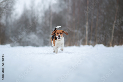 Portrait of a Beagle dog in winter, cloudy day