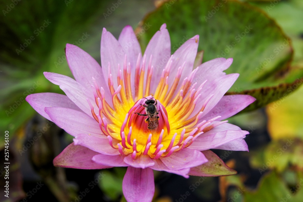 bee on a flower bee on a flower