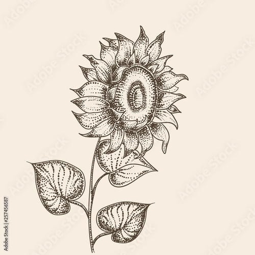 Sunflower.Vector black vintage engraving.