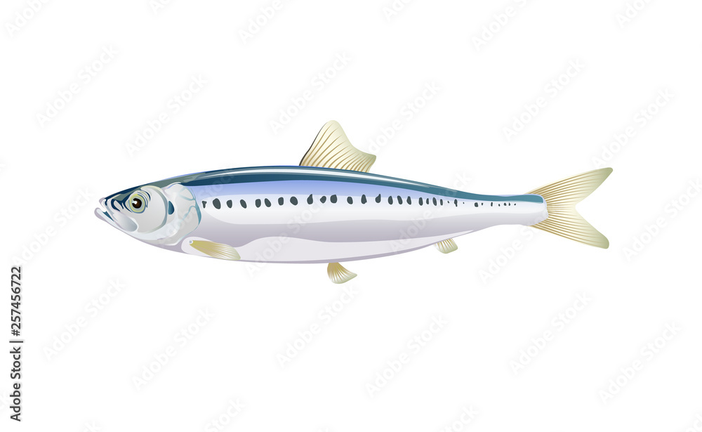 Sardine, Ivasi fish isolated on light background. Fresh fish in a simple flat style. Vector for design seafood packaging and market illustration. EPS10. Marine life or water nature
