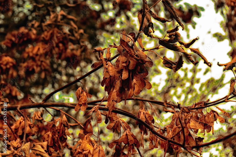 autumn leaves autumn leaves
