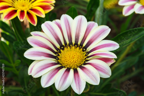 Gazania Flowers