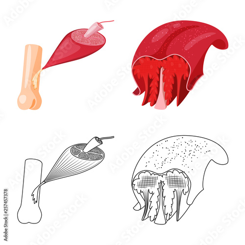 Vector illustration of fiber and muscular icon. Set of fiber and body  vector icon for stock.