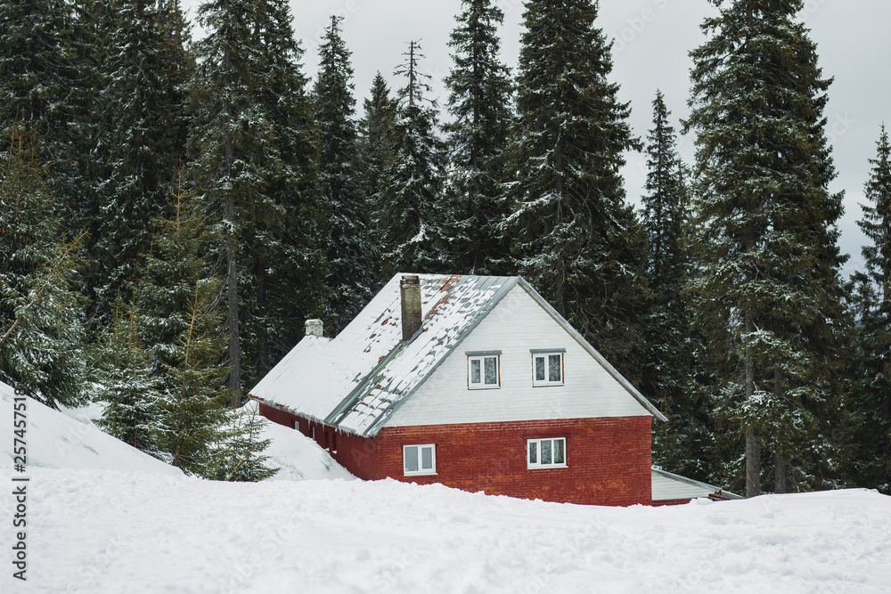 Winter red brick made house cabin snow covered trees in the pine wood