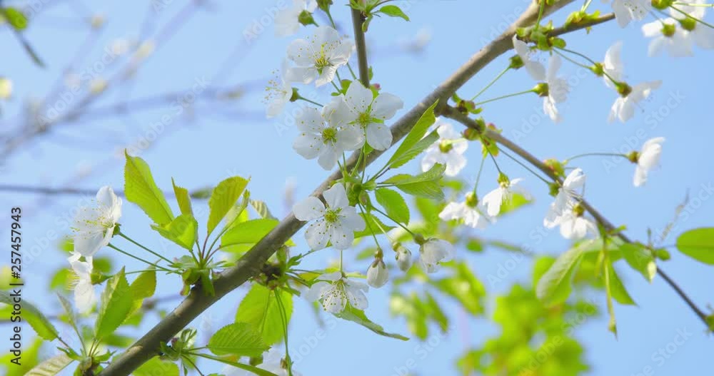 Springtime impressions - beautiful flowers and foliage of a cherry tree - close-up - camera pan - ProRes Springtime impressions - beautiful flowers and foliage of a cherry tree - close-up - camera pan - ProRes
