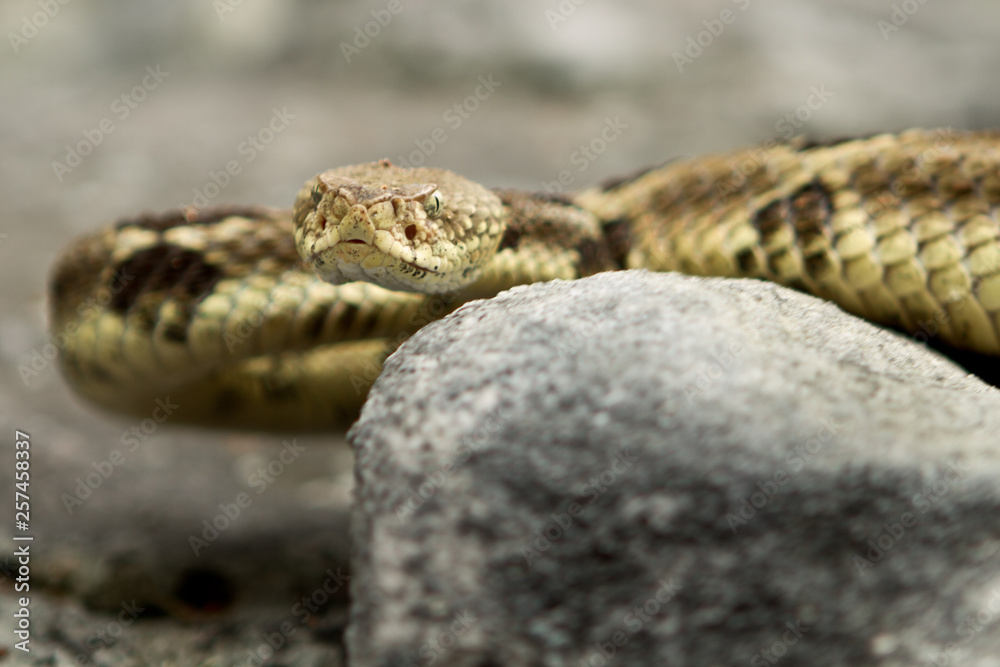 Fototapeta premium Rattlesnake pit viper bang poisonous dangerous harmful look out stay away beer run scales eyes