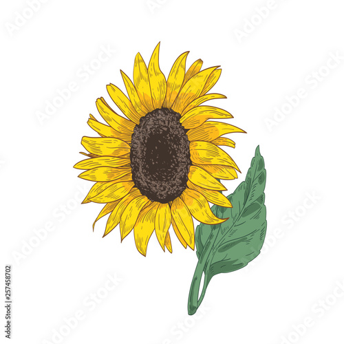 Detailed botanical drawing of sunflower head, stem and leaf