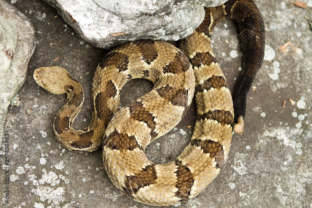 Rattlesnake pit viper bang poisonous dangerous harmful look out stay away beer run scales eyes Rattlesnake pit viper bang poisonous dangerous harmful look out stay away beer run scales eyes