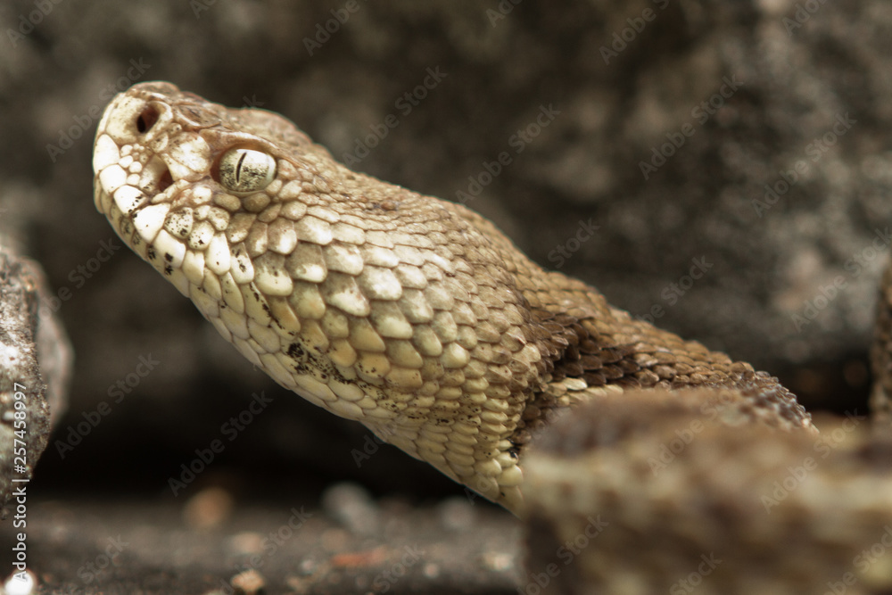 Rattlesnake pit viper bang poisonous dangerous harmful look out stay away beer run scales eyes Rattlesnake pit viper bang poisonous dangerous harmful look out stay away beer run scales eyes