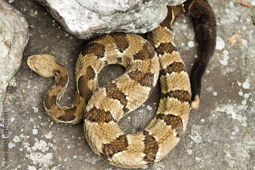 Rattlesnake pit viper bang poisonous dangerous harmful look out stay away beer run scales eyes