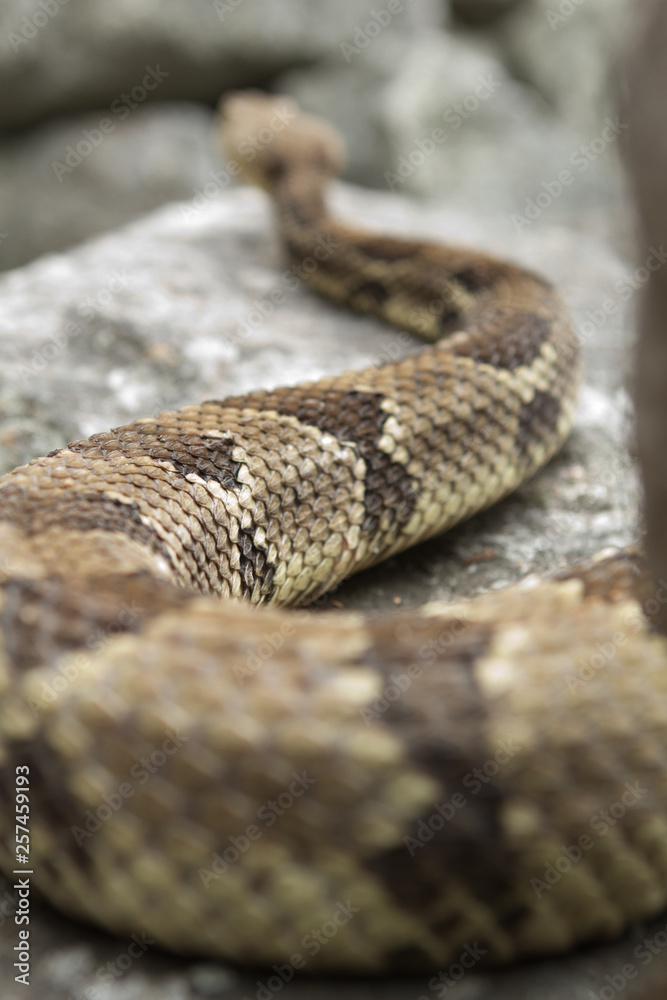 Rattlesnake pit viper bang poisonous dangerous harmful look out stay away beer run scales eyes Rattlesnake pit viper bang poisonous dangerous harmful look out stay away beer run scales eyes