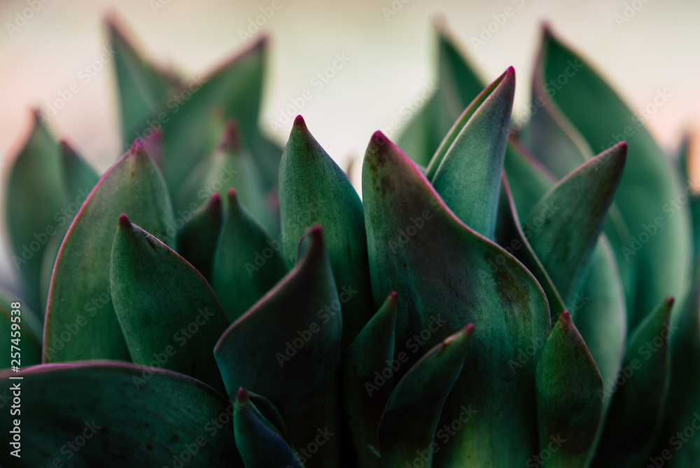 Green leaves background, Natural background and wallpaper Green leaves background, Natural background and wallpaper