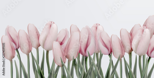 Fototapeta Różowe tulipany karty Wektor. Ślub, zapisz datę, ceremonię, zaproszenia urodzinowe