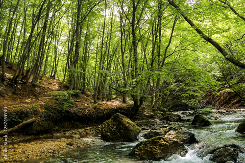 Forest by the river.