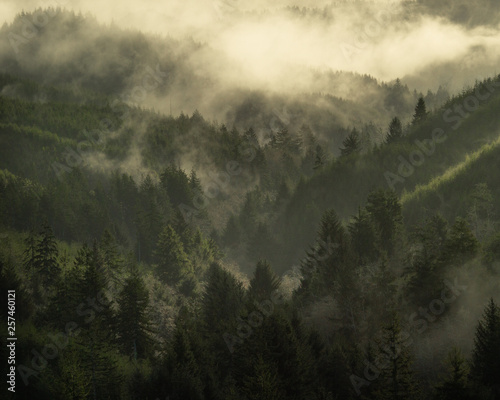 Misty Mountain fog sunrise chilling breathtaking travel explorer hiking Pine Forest Hemlock Forest evergreen forest Valley fog sunlight
