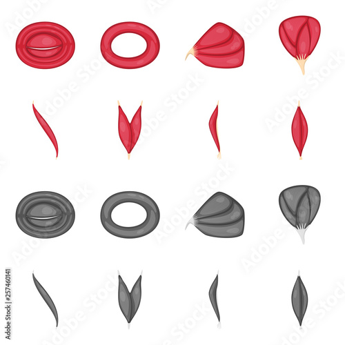 Isolated object of fiber and muscular logo. Collection of fiber and body  stock vector illustration.