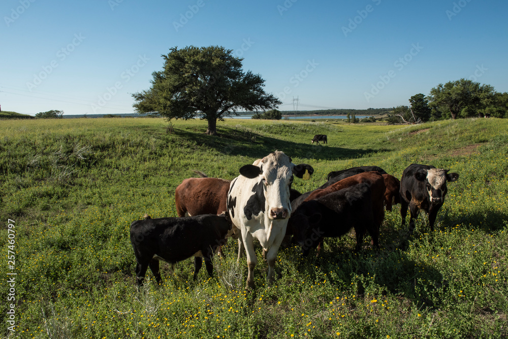 Cows in Countryside,in Pampas landscape, Argentina Cows in Countryside,in Pampas landscape, Argentina