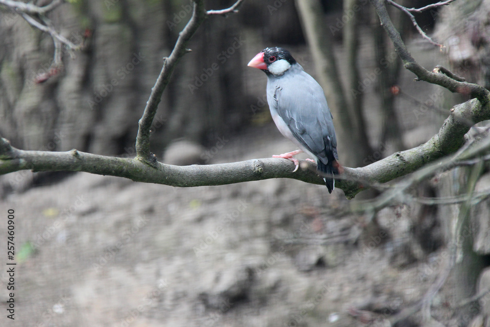 Java sparrow Java sparrow
