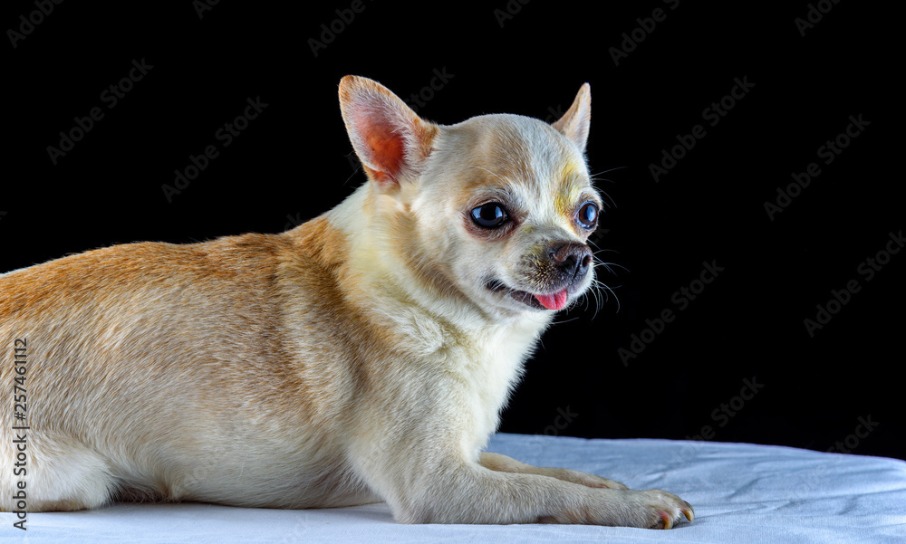 portrait of a chihuahua on a black background