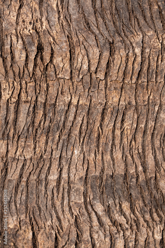 Detail and texture from palm tree Detail and texture from palm tree