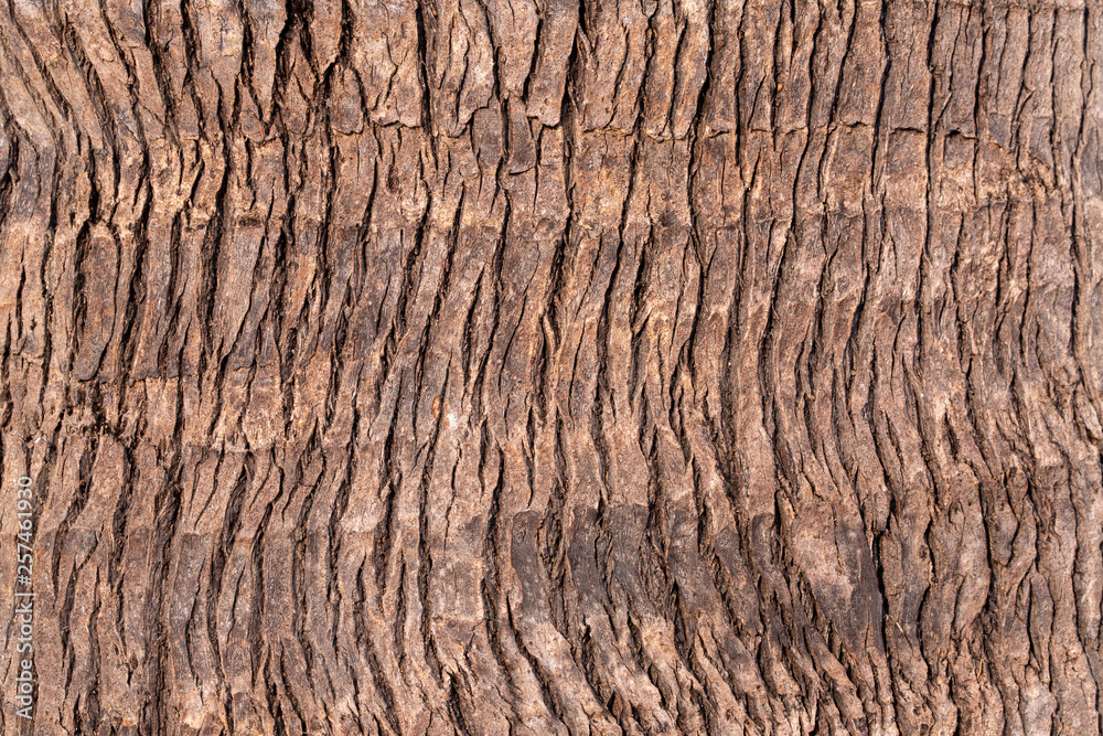 Detail and texture from palm tree Detail and texture from palm tree