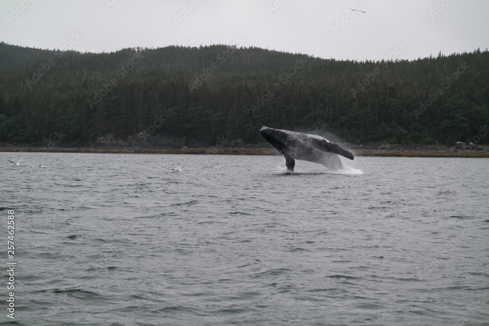 Fototapeta premium Humpback Whale Breach in Alaska