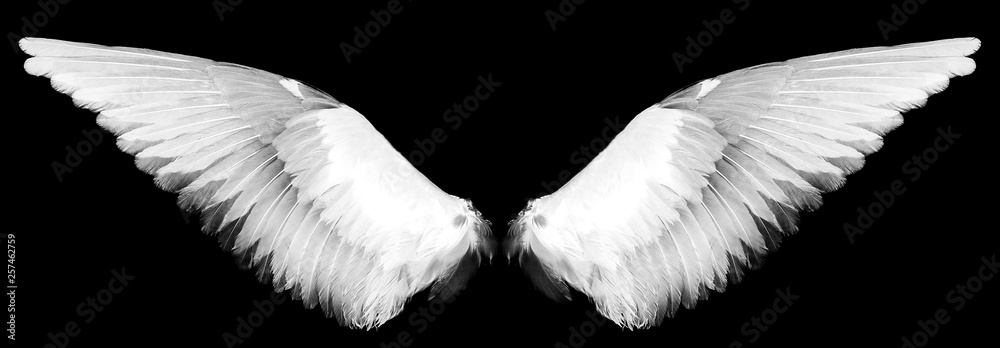 white wings on a black - obrazy, fototapety, plakaty 