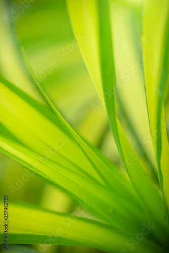 Closeup view of natural green leaf color under sunlight. Use in the background  or wallpaper.  Nature concept.