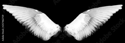 Fototapeta Naklejka Na Ścianę i Meble -  white wings on a black