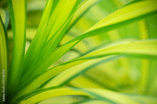 Closeup view of natural green leaf color under sunlight. Use in the background  or wallpaper.  Nature concept.
